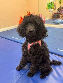 Bella, therapy dog in training at Coastal Pediatric Therapies